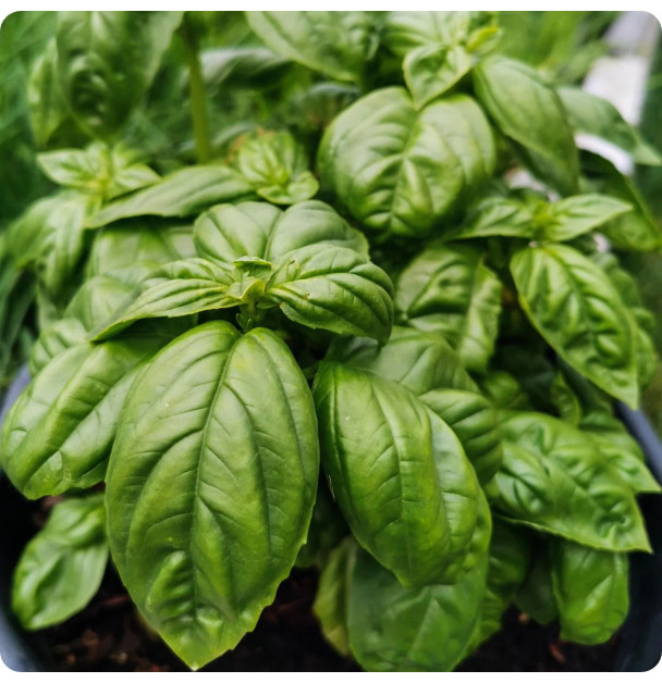Basil Seeds - Italian Large  Leaf