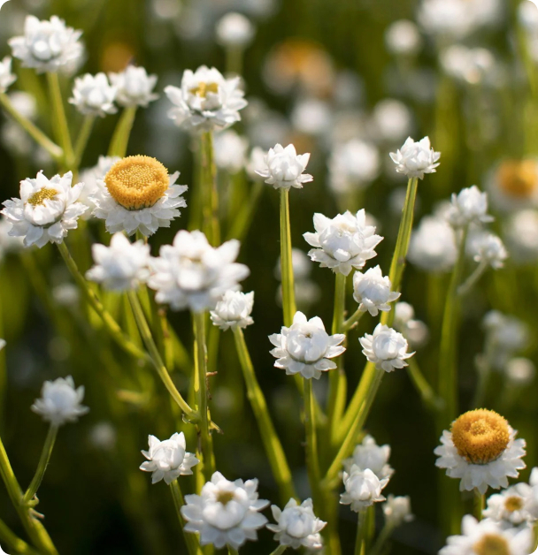 Ammobium Seeds - Winged  Everlasting
