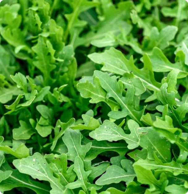 Arugula Seeds