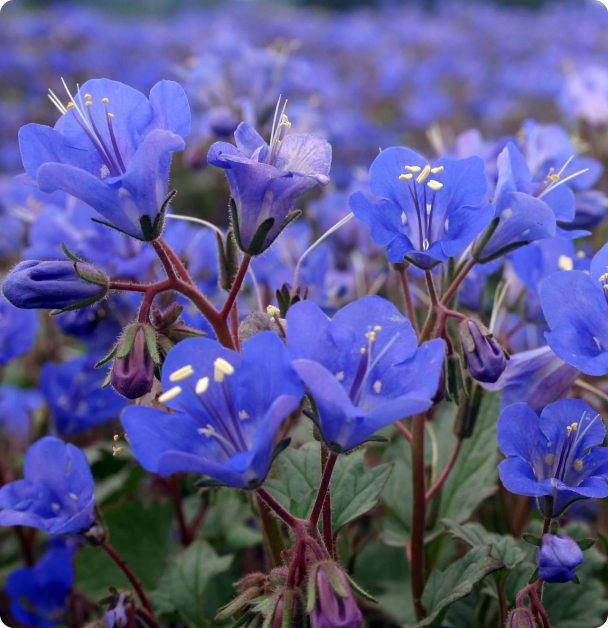 Bluebell Seeds - California  Bluebells