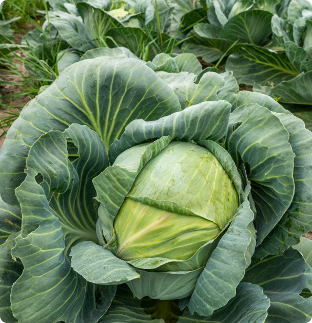 Cabbage Seeds - Copenhagen Market