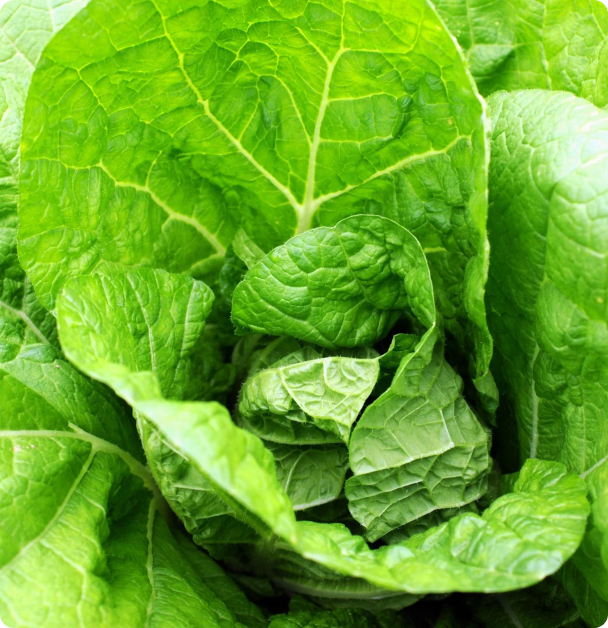 Cabbage Seeds - Maruba Santoh Chinese