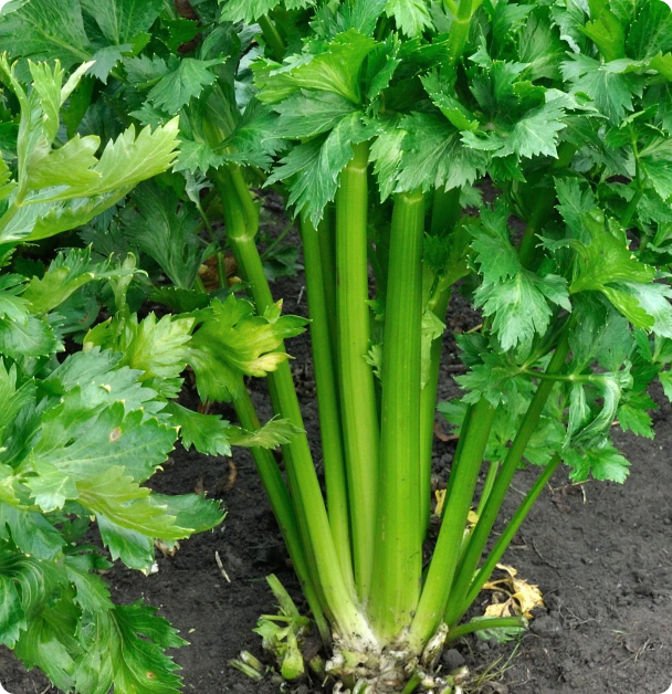 Celery Seeds - Utah