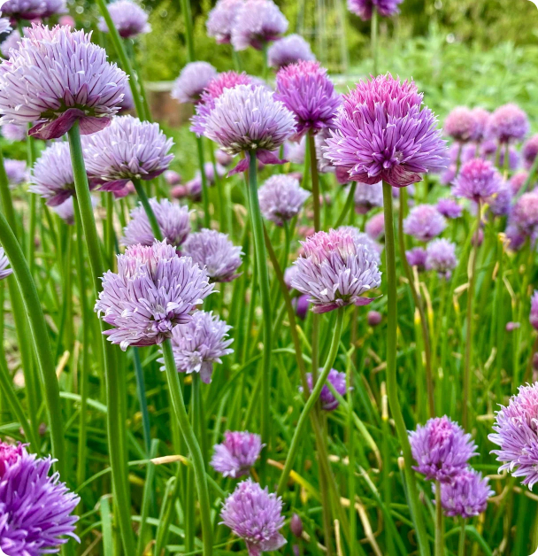 Chive Seeds - Onion Chives