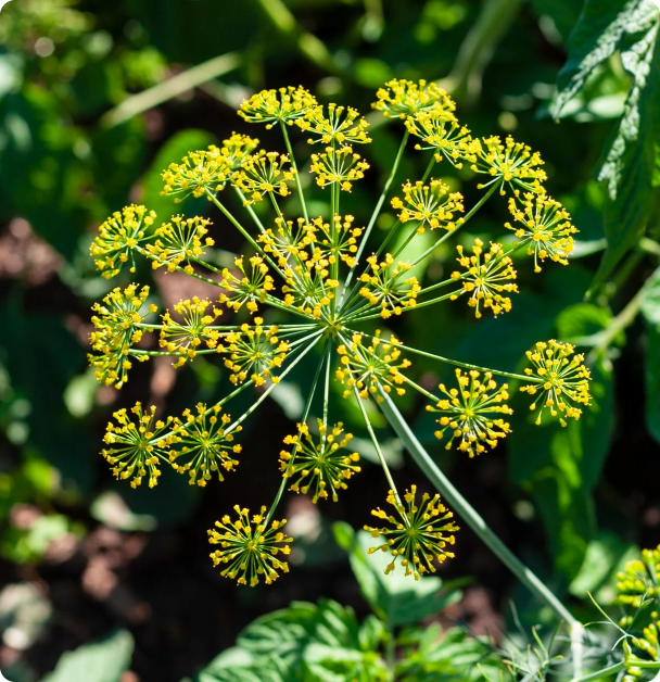 Dill Seeds - Bouquet
