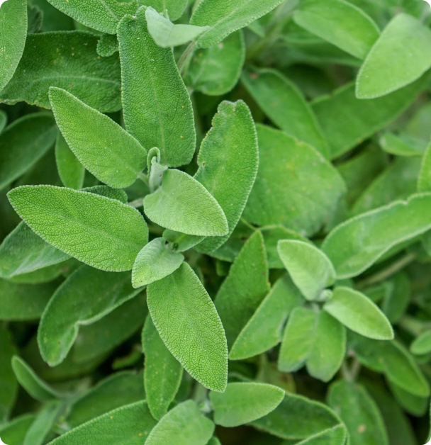 Sage Seeds - Broadleaf