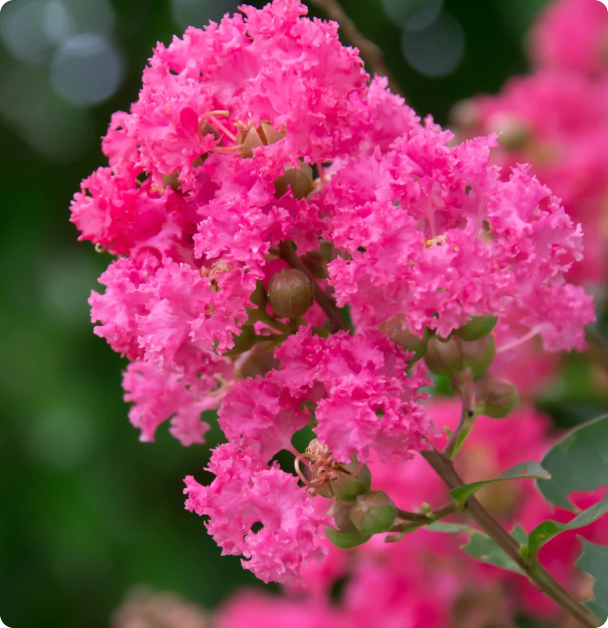 Crape Myrtle Seeds