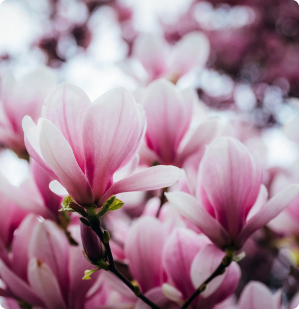 Magnolia Seeds - Liliiflora