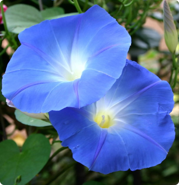 Morning Glory Flower Seeds - Heavenly Blue