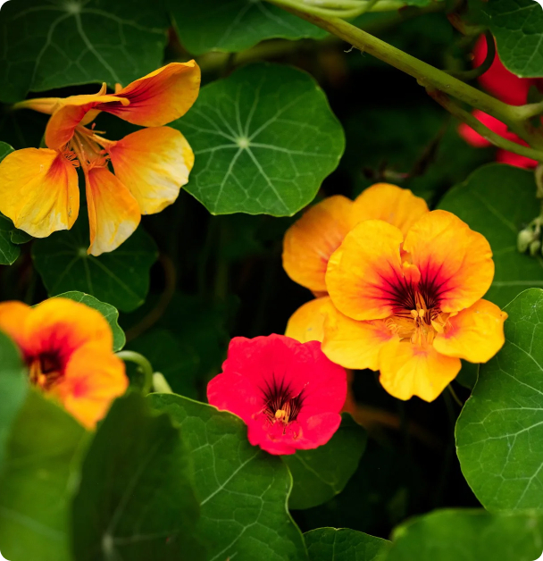 Nasturtium Seeds - Dwarf Jewel Mix
