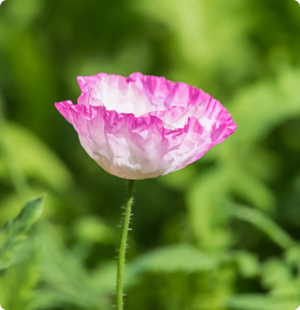 Poppy Seeds - Amphora