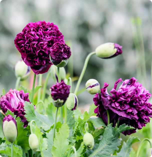 Poppy Seeds - Black Peony Poppy