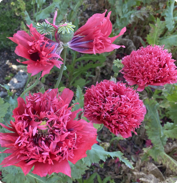 Poppy Seeds - Fine Petal Pink Peony