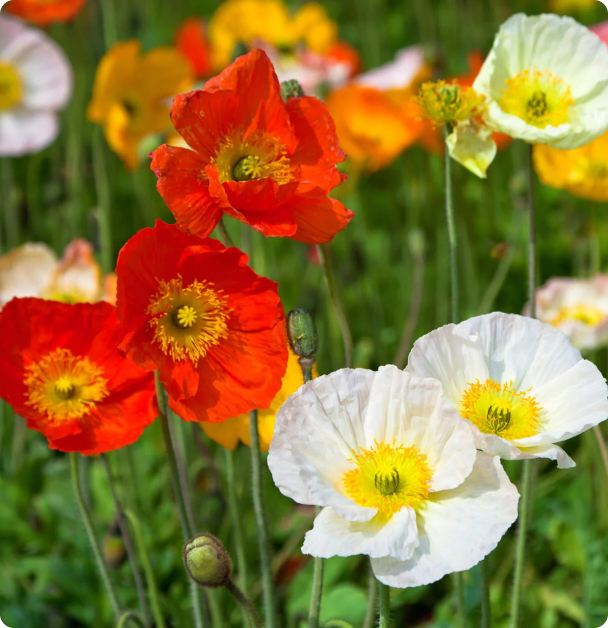 Poppy Seeds - Iceland Mix