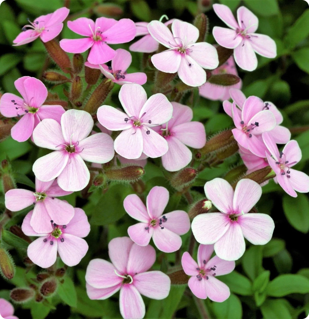 Soapwort Seeds - Pink Beauty