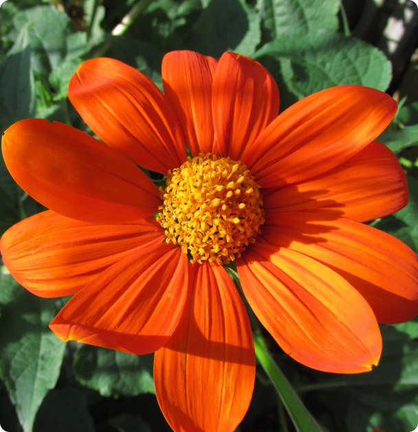 Sunflower Seeds - Mexican Sunflower