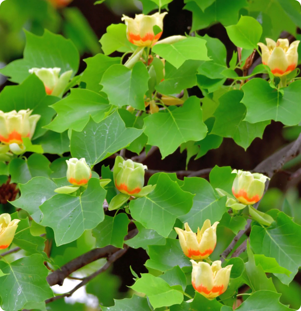 Tulip Poplar Seeds