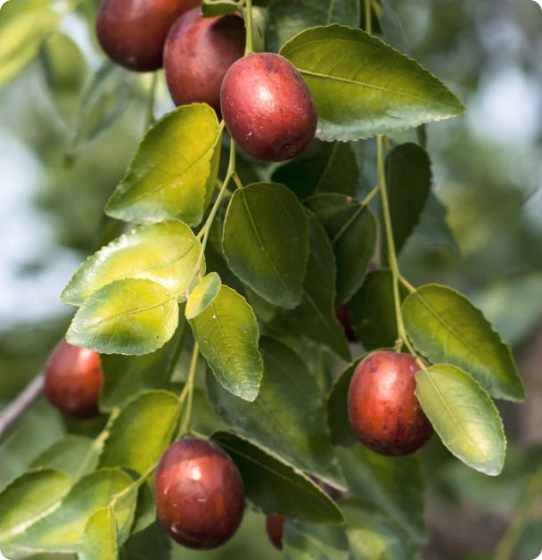 Jujube Seeds