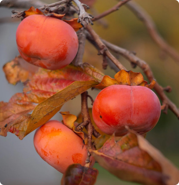 Persimmon Seeds, North  American