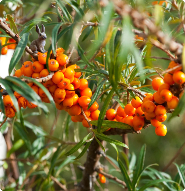 Seabuckthorn Seeds