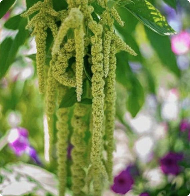 Amaranth Seeds - Emerald  Tassels