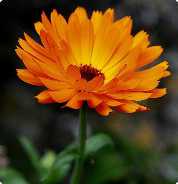 Calendula Seeds - Common