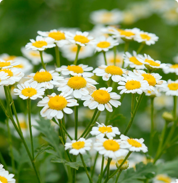 Chamomile Seeds - Zloty Lan