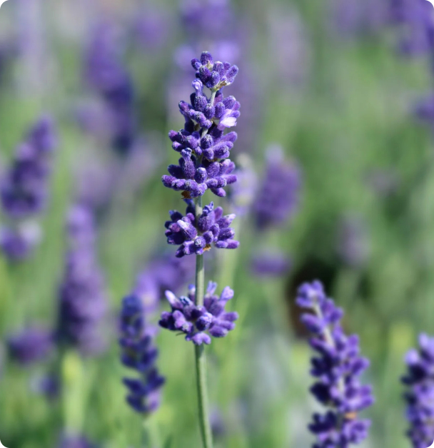 Lavender Seeds - Hidcote  Blue