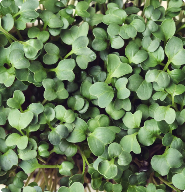 Microgreen Seeds - Broccoli