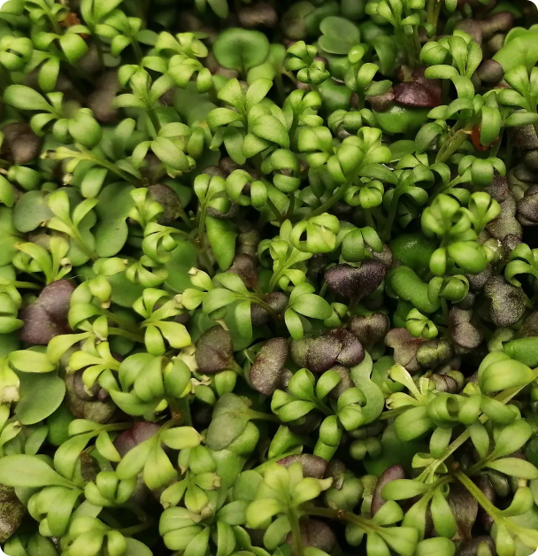Microgreen Seeds - Red Clover